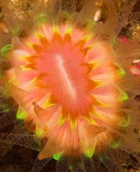 Devonshire cup coral from the Isles of Scilly - Nikon D70... by Malcolm Nimmo 